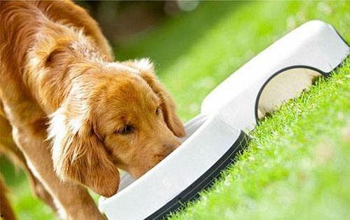 娱乐吃瓜酱狗饭盆